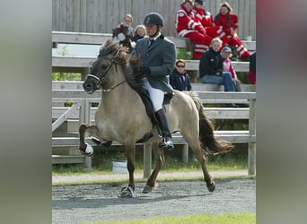 Caballos islandeses, Semental, 3 años, 142 cm, Negro