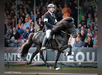 Caballos islandeses, Semental, 3 años, 142 cm, Negro