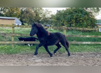 Caballos islandeses, Semental, 3 años, 142 cm, Negro