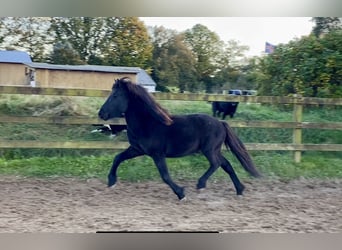 Caballos islandeses, Semental, 3 años, 142 cm, Negro