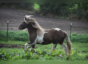 Caballos islandeses, Semental, 3 años, 142 cm, Pío