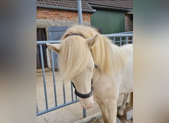 Caballos islandeses, Semental, 3 años, 143 cm, Pío