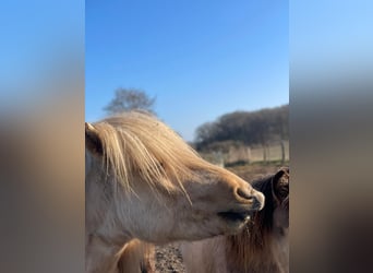 Caballos islandeses, Semental, 3 años, 144 cm