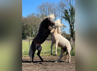 Caballos islandeses, Semental, 3 años, 144 cm