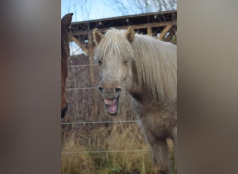 Caballos islandeses, Semental, 3 años, 144 cm