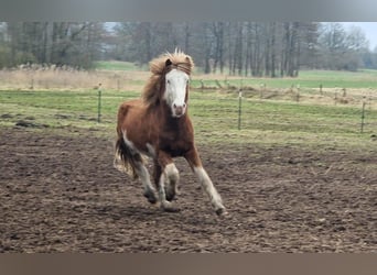 Caballos islandeses, Semental, 3 años, 144 cm