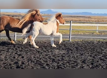 Caballos islandeses, Semental, 3 años, 145 cm, Tobiano-todas las-capas