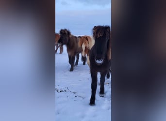 Caballos islandeses, Semental, 3 años, 145 cm, Tobiano-todas las-capas