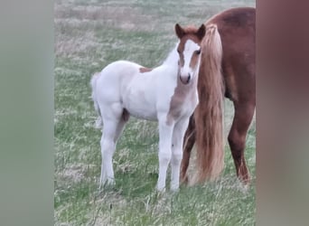 Caballos islandeses, Semental, 3 años, 145 cm, Tobiano-todas las-capas