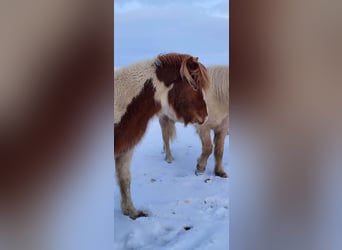 Caballos islandeses, Semental, 3 años, 145 cm, Tobiano-todas las-capas