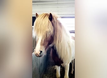 Caballos islandeses, Semental, 3 años, 145 cm, Tobiano-todas las-capas