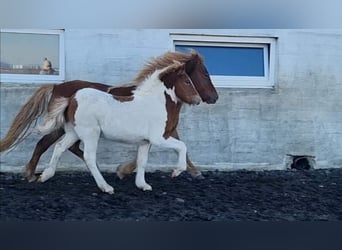 Caballos islandeses, Semental, 3 años, 145 cm, Tobiano-todas las-capas