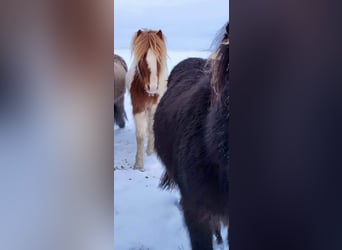 Caballos islandeses, Semental, 3 años, 145 cm, Tobiano-todas las-capas