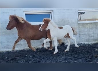 Caballos islandeses, Semental, 3 años, 145 cm, Tobiano-todas las-capas