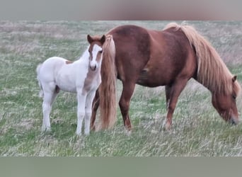 Caballos islandeses, Semental, 3 años, 145 cm, Tobiano-todas las-capas