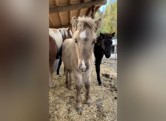 Caballos islandeses, Semental, 3 años, Bayo