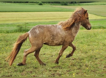 Caballos islandeses, Semental, 3 años, Palomino