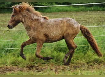 Caballos islandeses, Semental, 3 años, Palomino