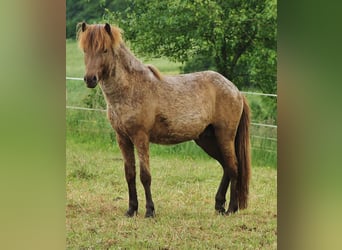 Caballos islandeses, Semental, 3 años, Palomino