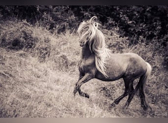 Caballos islandeses, Semental, 3 años