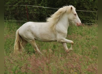 Caballos islandeses, Semental, 4 años, 130 cm, Cremello