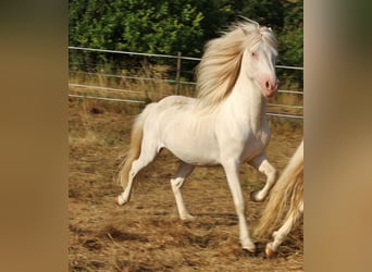 Caballos islandeses, Semental, 4 años, 130 cm, Cremello