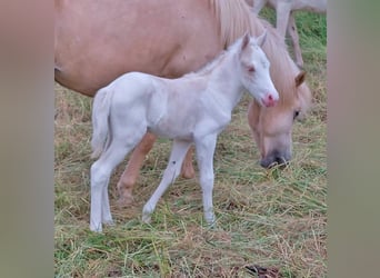 Caballos islandeses, Semental, 4 años, 130 cm, Cremello