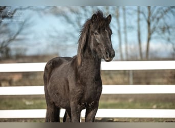 Caballos islandeses, Semental, 4 años, 139 cm, Negro
