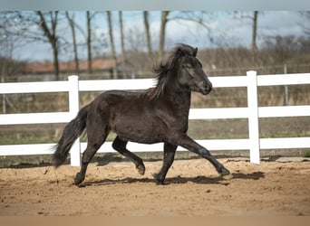 Caballos islandeses, Semental, 4 años, 139 cm, Negro