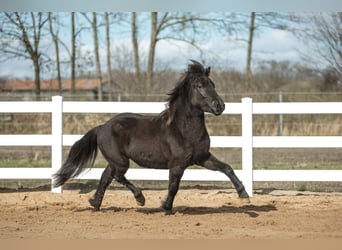 Caballos islandeses, Semental, 4 años, 139 cm, Negro