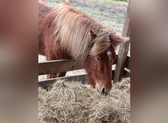 Caballos islandeses, Semental, 4 años, 140 cm, Alazán