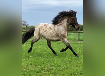 Caballos islandeses, Semental, 4 años, 140 cm, Castaño-ruano