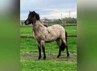 Caballos islandeses, Semental, 4 años, 140 cm, Castaño-ruano