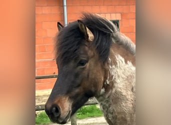 Caballos islandeses, Semental, 4 años, 140 cm, Castaño-ruano