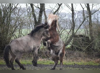 Caballos islandeses, Semental, 4 años, 142 cm