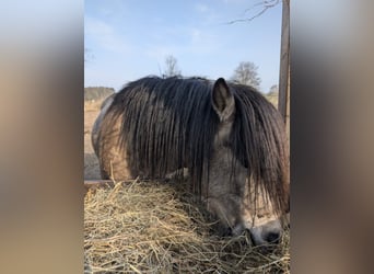 Caballos islandeses, Semental, 4 años, 142 cm