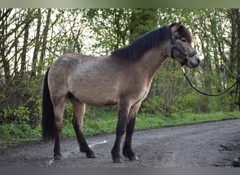 Caballos islandeses, Semental, 4 años, 142 cm