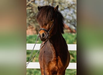 Caballos islandeses, Semental, 4 años, 143 cm, Castaño