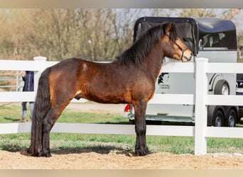 Caballos islandeses, Semental, 4 años, 143 cm, Castaño