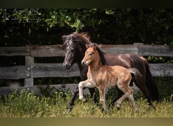 Caballos islandeses, Semental, 4 años, 143 cm, Castaño