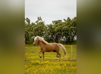 Caballos islandeses, Semental, 4 años, 143 cm, Palomino