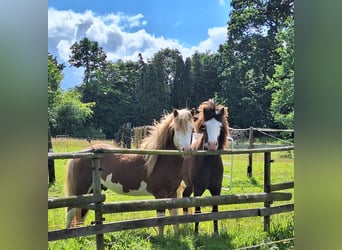 Caballos islandeses, Semental, 4 años, 144 cm