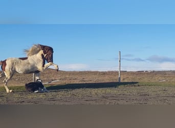 Caballos islandeses, Semental, 4 años, 145 cm, Tobiano-todas las-capas