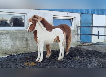 Caballos islandeses, Semental, 4 años, 145 cm, Tobiano-todas las-capas