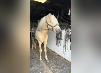 Caballos islandeses, Semental, 4 años, 146 cm, Palomino