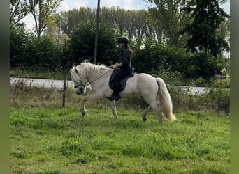 Caballos islandeses, Semental, 4 años, 146 cm, Palomino