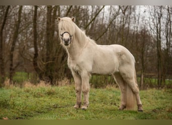 Caballos islandeses, Semental, 4 años, 146 cm, Palomino