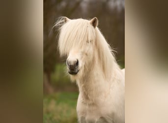 Caballos islandeses, Semental, 4 años, 146 cm, Palomino