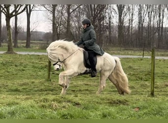 Caballos islandeses, Semental, 4 años, 146 cm, Palomino