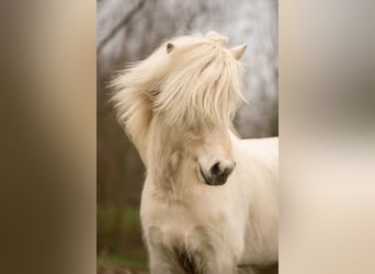 Caballos islandeses, Semental, 4 años, 146 cm, Palomino